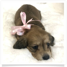 Harper's AKC Shaded Cream Long Hair Female Miniature Dachshund Puppy