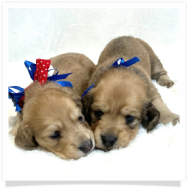 Harper's AKC Shaded Cream Longhair Male Miniature Dachshund Puppy