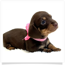 Pippa's AKC Chocolate & Cream Short Hair Female Miniature Dachshund Puppy