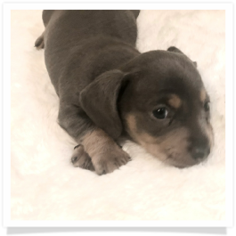 Pippa's AKC Blue & Cream Short Hair Male Miniature Dachshund Puppy