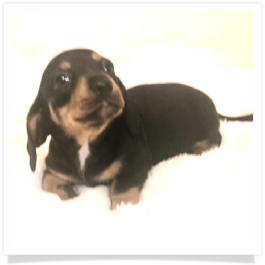 Pippa's AKC Black & Tan Short Hair Male Miniature Dachshund Puppy