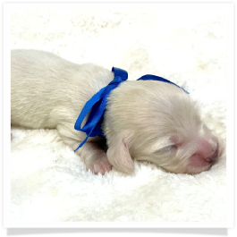 Theodore - AKC Solid Cream Longhair Male Miniature Dachshund Puppy
