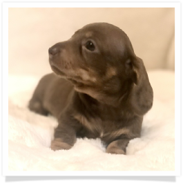 Pippa's AKC Chocolate & Tan Dapple Short Hair Female Miniature Dachshund Puppy