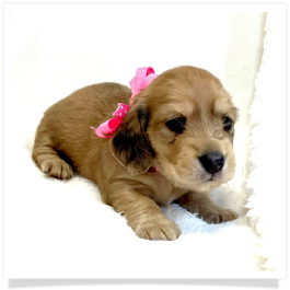 Harper's AKC Shaded Cream Longhair Female Miniature Dachshund Puppy