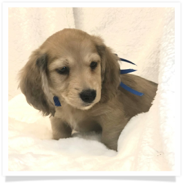 Harper's AKC Shaded Cream Long Hair Male Miniature Dachshund Puppy