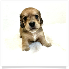 Harper's AKC Shaded Cream Longhair Female Miniature Dachshund Puppy