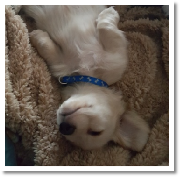 Barron the miniature dachshund from dachshunlimited.com