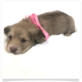 Harper's AKC Shaded Cream Long Hair Female Miniature Dachshund Puppy