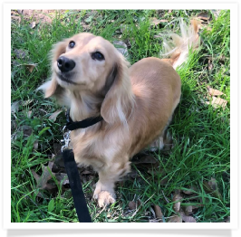Manghams Rollin’ On the River TX Ranger - AKC English Cream Long Hair Male Miniature Dachshund