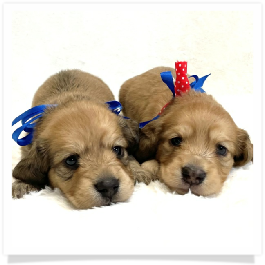 Harper's AKC Shaded Cream Longhair Male Miniature Dachshund Puppy