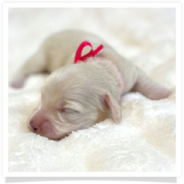 Fiona - AKC Solid Cream Longhair Female Miniature Dachshund Puppy