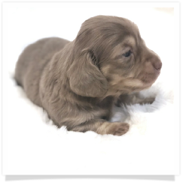 Ellie's AKC Isabella & Cream Long Hair Female Miniature Dachshund Puppy