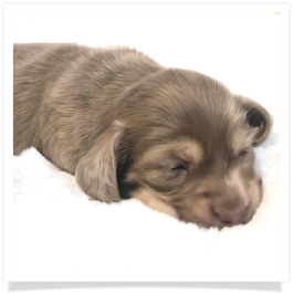 Ellie's AKC Isabella & Cream Long Hair Female Miniature Dachshund Puppy