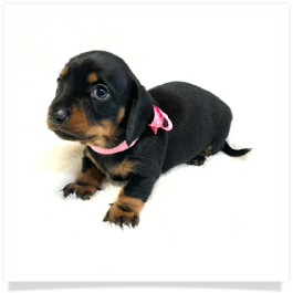 Pippa's AKC Black & Tan Short Hair Female Miniature Dachshund Puppy