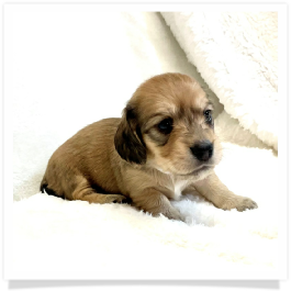 Harper's AKC Shaded Cream Longhair Female Miniature Dachshund Puppy
