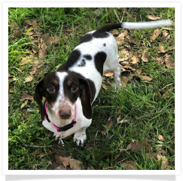 Pippa - Dachs Unlimited My Lady Pippa Mae - AKC Chocolate and Tan Piebald Shorthair Female Miniature Dachshund