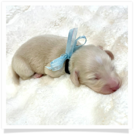 Tristen - AKC Solid Cream Longhair Male Miniature Dachshund Puppy