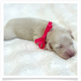 Fiona - AKC Solid Cream Longhair Female Miniature Dachshund Puppy