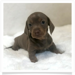 Pippa's AKC Chocolate & Tan Dapple Short Hair Female Miniature Dachshund Puppy