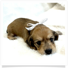 Harper's AKC Shaded Cream Longhair Female Miniature Dachshund Puppy