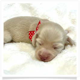 Serena - AKC Solid Cream Longhair Female Miniature Dachshund Puppy
