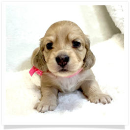 Harper's AKC Light Shaded Cream Dapple Female Miniature Dachshund Puppy