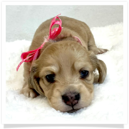 Harper's AKC Light Shaded Cream Dapple Female Miniature Dachshund Puppy