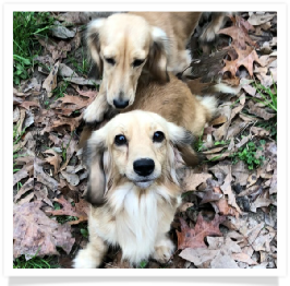 Loo Loo and Paisley AKC English Ceam Miniature Dachshunds