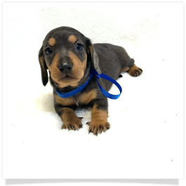 Pippa's AKC Black & Cream Dapple Short Hair Male Miniature Dachshund Puppy