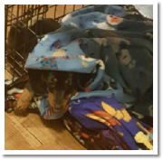 Giselle the black and tan short hair miniature dachshund cozy in her new home with the Meeker Family