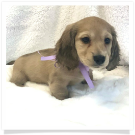 Harper's AKC Shaded Cream Long Hair Female Miniature Dachshund Puppy