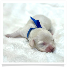 Theodore - AKC Solid Cream Longhair Male Miniature Dachshund Puppy