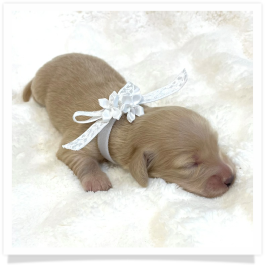 Lilly - AKC Solid Cream Longhair Female Miniature Dachshund Puppy