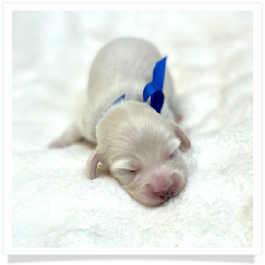 Theodore - AKC Solid Cream Longhair Male Miniature Dachshund Puppy