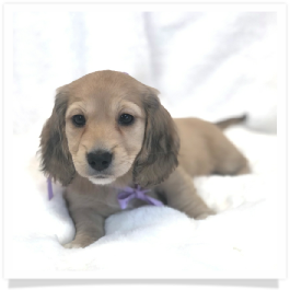 Harper's AKC Shaded Cream Long Hair Female Miniature Dachshund Puppy